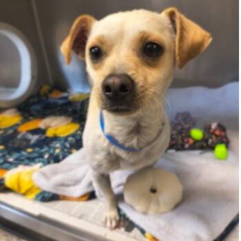 Butterscotch -  Chihuahua and Mixed Breed Dog for Adoption in Tacoma, Washington - Butterscotch | PetCurious
