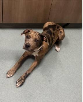 SCOOBY -  Catahoula Leopard Dog and Mixed Breed Dog for Adoption in Baytown, Texas - SCOOBY | PetCurious