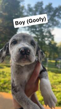 Goofy -  Great Dane and Great Pyrenees Dog for Adoption in Chambersburg, Pennsylvania - Goofy | PetCurious