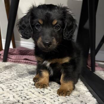 962 (2026) Annie -  Australian Shepherd and Dachshund Dog for Adoption in Parker, Colorado - 962 (2026) Annie | PetCurious
