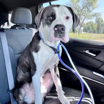 Rescue Mixed Breed Dogs for Adoption in Bismarck, North Dakota - Runner | PetCurious