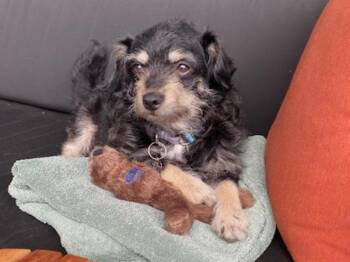 Jack Jack -  Terrier Dog for Adoption in Portland, Oregon - Jack Jack | PetCurious