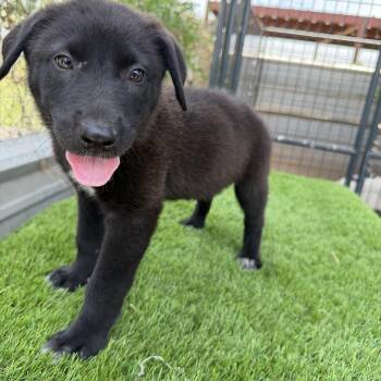 Haru -  Labrador Retriever Dog for Adoption in Harlingen, Texas - Haru | PetCurious