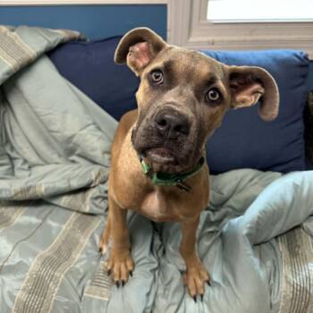 Babs -  Cane Corso Dog for Adoption in Sunderland, Maryland - Babs | PetCurious