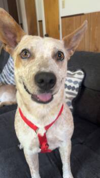 Rescue Australian Cattle Dog Blue Heeler Dogs for Adoption in Durango, Colorado - Shelly | PetCurious