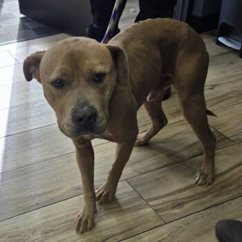 Rescue Pit Bull Terrier Dogs for Adoption in Newark, New Jersey - Tatin | PetCurious