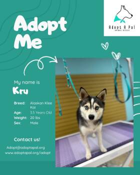 Kru -  Klee Kai Dog for Adoption in Cedar Rapids, Iowa - Kru | PetCurious