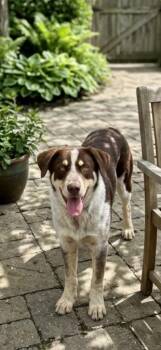 Great Pyrenees and Labrador Retriever Dogs Available for Adoption in North Prairie, Wisconsin - **LOWEN** | PetCurious