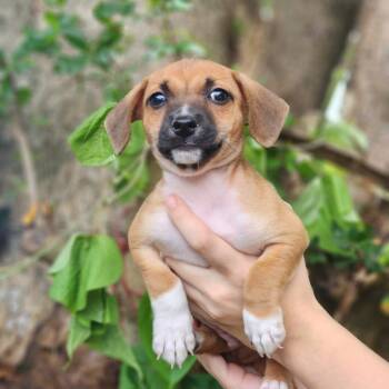 Hafflinger -  Chihuahua and Dachshund Dog for Adoption in Sunrise, Florida - Hafflinger | PetCurious