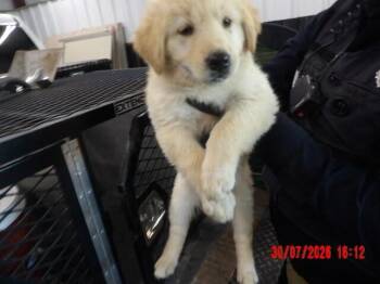 CT Crunch -  Mixed Breed Dog for Adoption in Hobbs, New Mexico - CT Crunch | PetCurious