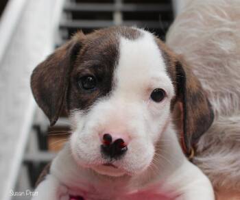 Sundance -  Terrier Dog for Adoption in Bedford, Virginia - Sundance | PetCurious