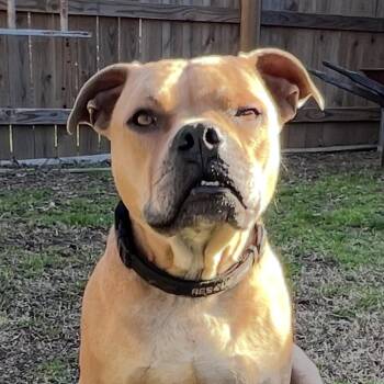 Corky -  Pit Bull Terrier Dog for Adoption in Queen City, Texas - Corky | PetCurious