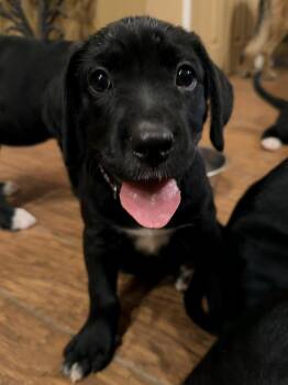 Ellery -  Black Labrador Retriever and Greater Swiss Mountain Dog Dog for Adoption in Gilbert, Arizona - Ellery | PetCurious
