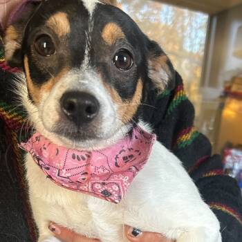 Rescue Chihuahua and Terrier Dogs for Adoption in South Riding, Virginia - Missy | PetCurious