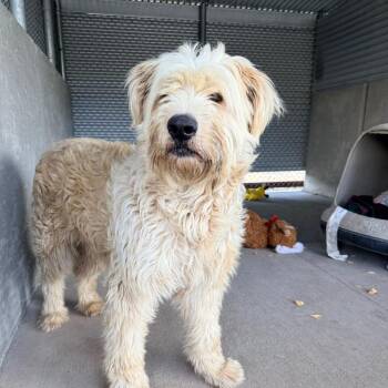 Delilah -  Mixed Breed Dog for Adoption in Redwood Valley, California - Delilah | PetCurious