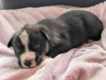 Rescue American Staffordshire Terrier Dogs for Adoption in Boise, Idaho - Morticia | PetCurious