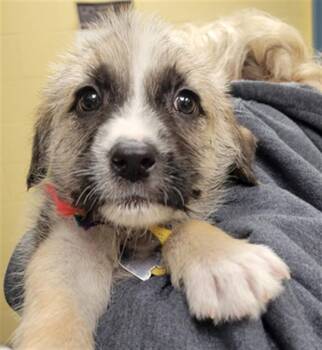 German Shepherd Dog and Australian Shepherd Dogs Available for Adoption in St. Louis, Missouri - YVONNE | PetCurious