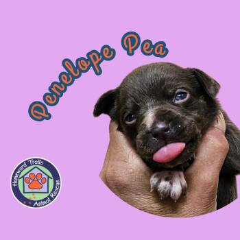 Goldieloxx Pup-Penelope Pea -  Labrador Retriever and Terrier Dog for Adoption in Fairfax Station, Virginia - Goldieloxx Pup-Penelope Pea | PetCurious