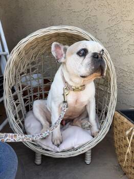 French Bulldog Dogs Available for Adoption in Mesa, Arizona - Decatur | PetCurious
