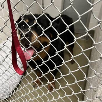 Laila -  Rottweiler Dog for Adoption in Harrisonburg, Virginia - Laila | PetCurious