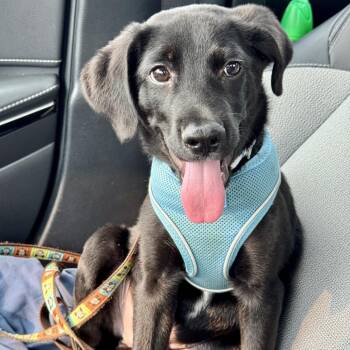 Bramble -  Mixed Breed Dog for Adoption in Chicago, Illinois - Bramble | PetCurious