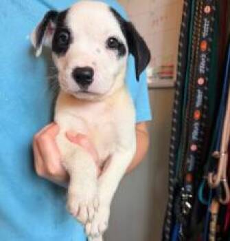 Fitzgerald -  Labrador Retriever Dog for Adoption in Kalamazoo, Michigan - Fitzgerald | PetCurious