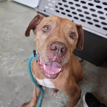 American Staffordshire Terrier and Mixed Breed Dogs Available for Adoption - Cider | PetCurious