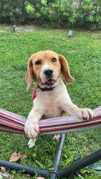 Beagle Dogs Available for Adoption in Miami, Florida - Girl #3 | PetCurious