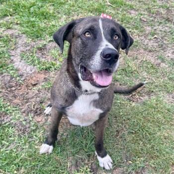 Rex -  Great Dane and Mixed Breed Dog for Adoption in Houston, Texas - Rex | PetCurious