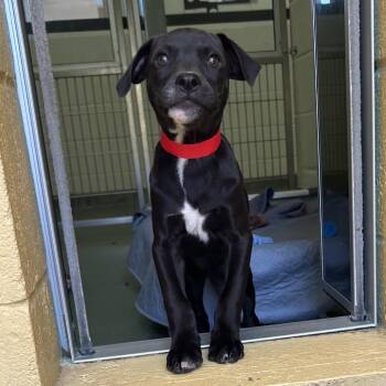 Massachusetts -  Hound and Mixed Breed Dog for Adoption in West Palm Beach, Florida - Massachusetts | PetCurious