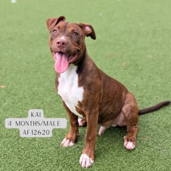 Pit Bull Terrier and Labrador Retriever Dogs Available for Adoption - Kai | PetCurious