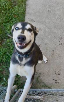 Nymeria -  Husky and German Shepherd Dog Dog for Adoption in West Union, Ohio - Nymeria | PetCurious