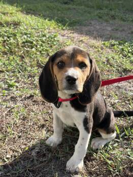 Davenport Pup Candy -  Beagle Dog for Adoption in Odessa, Florida - Davenport Pup Candy | PetCurious