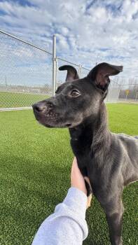Labrador Retriever and Mixed Breed Dogs Available for Adoption - Brit | PetCurious