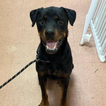 Fabio (Leo) -  Rottweiler Dog for Adoption in Fort Smith, Arkansas - Fabio (Leo) | PetCurious
