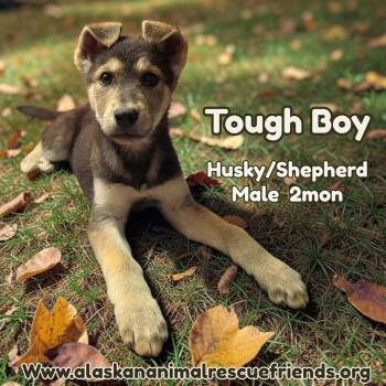 Tough Boy -  Shepherd and Husky Dog for Adoption in Anchorage, Alaska - Tough Boy | PetCurious