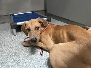 TAILS -  Pit Bull Terrier and Mixed Breed Dog for Adoption in Rowlett, Texas - TAILS | PetCurious