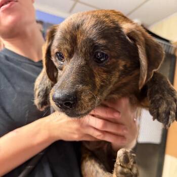 Intake_9 -  Mixed Breed Dog for Adoption in Savannah, Georgia - Intake_9 | PetCurious
