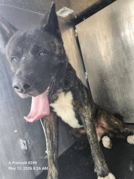 Akita Dogs Available for Adoption in San Antonio, Texas - BEEF | PetCurious