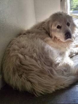 Great Pyrenees Dogs Available for Adoption in Westminster, Maryland - Ghost | PetCurious
