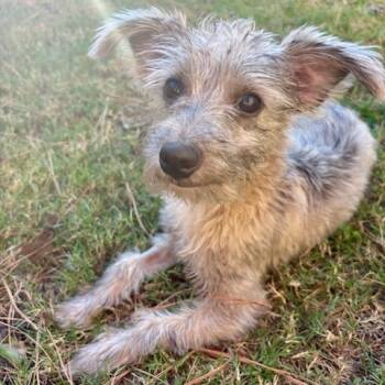 Rescue Schnauzer and Mixed Breed Dogs for Adoption in Houston, Texas - Tosh | PetCurious