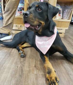 Rescue Rottweiler Dogs for Adoption in Forney, Texas - Sadie | PetCurious