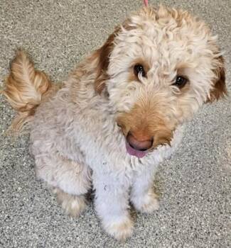 Standard Poodle and Mixed Breed Dogs Available for Adoption - Cory | PetCurious