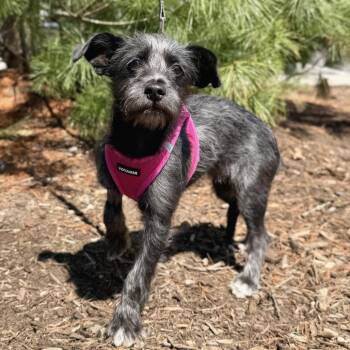 Chihuahua Dogs Available for Adoption in East Hampton, New York - Algae | PetCurious