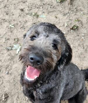 Jax -  Goldendoodle Dog for Adoption in Liberty Center, Ohio - Jax | PetCurious