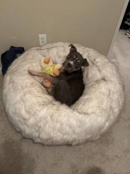 Mixed Breed Dogs Available for Adoption in Chamblee, Georgia - Lovey Dovey- IN FOSTER | PetCurious