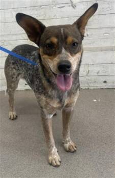 AFTON -  Australian Cattle Dog Blue Heeler Dog for Adoption in San Bernardino, California - AFTON | PetCurious