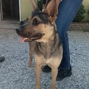 German Shepherd Dog Dogs Available for Adoption in Valley, Alabama - Pancake | PetCurious