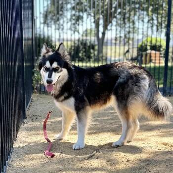 Blossom - ECAS -  Siberian Husky and Mixed Breed Dog for Adoption in Pleasanton, California - Blossom - ECAS | PetCurious