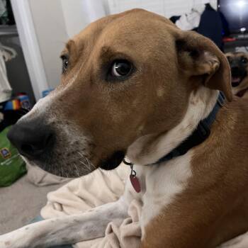 Rescue Hound Dogs for Adoption in Shawnee, Oklahoma - Monty | PetCurious